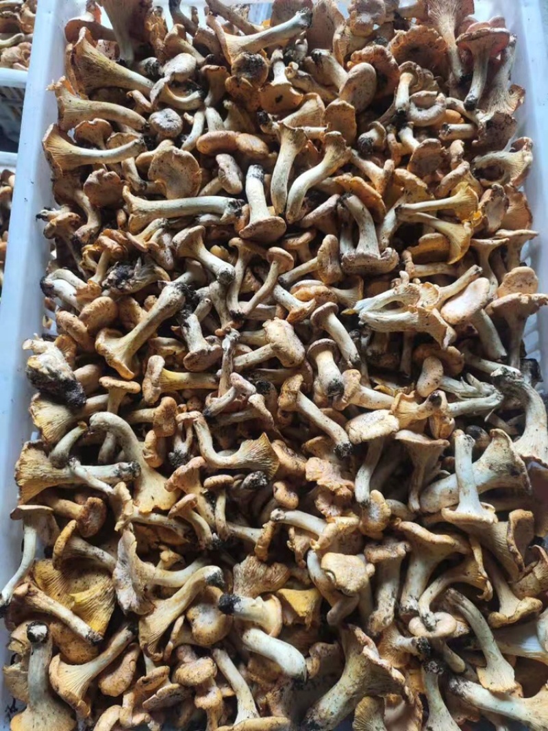 鸡油菌，黄丝菌