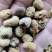 覆盘子中药材覆盘子实物拍摄质量保证手选无硫