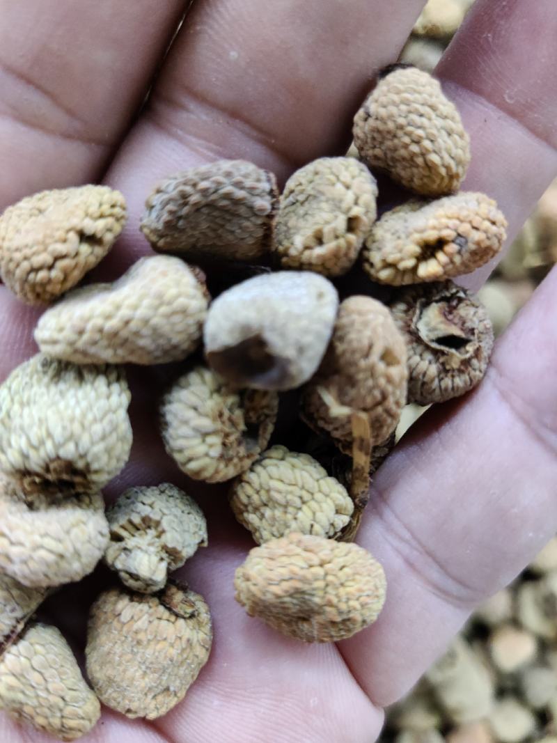 覆盘子中药材覆盘子实物拍摄质量保证手选无硫