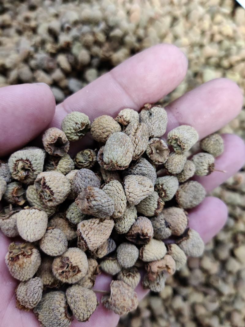 覆盘子中药材覆盘子实物拍摄质量保证手选无硫