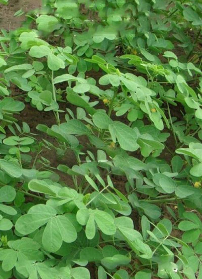决明子种子中药材生决明子种籽草决明孑春季种植玩具沙可装枕