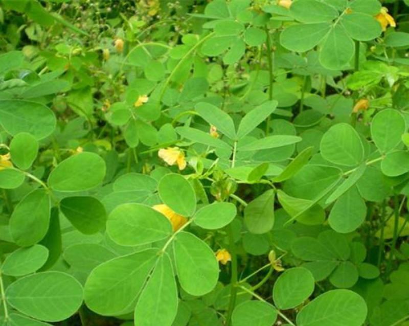 决明子种子中药材生决明子种籽草决明孑春季种植玩具沙可装枕