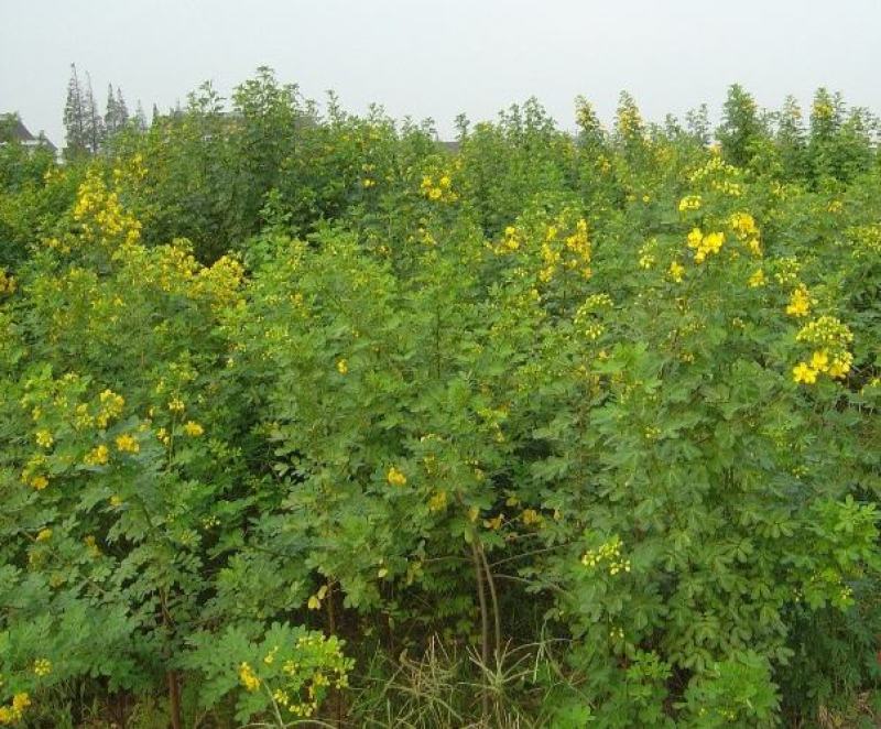 决明子种子中药材生决明子种籽草决明孑春季种植玩具沙可装枕