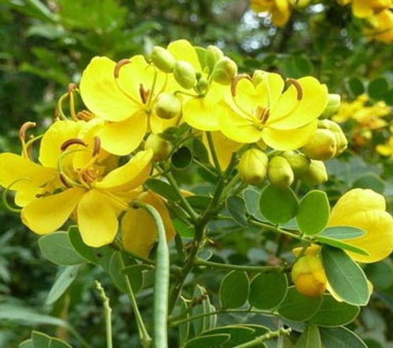 决明子种子中药材生决明子种籽草决明孑春季种植玩具沙可装枕