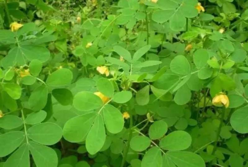 决明子种子中药材生决明子种籽草决明孑春季种植玩具沙可装枕
