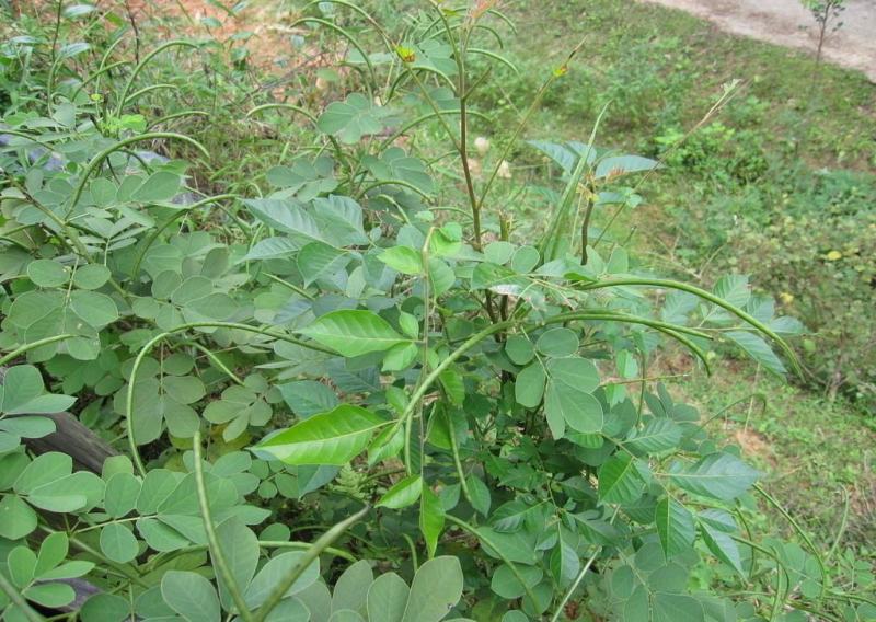 决明子种子中药材生决明子种籽草决明孑春季种植玩具沙可装枕