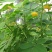 决明子种子中药材生决明子种籽草决明孑春季种植玩具沙可装枕