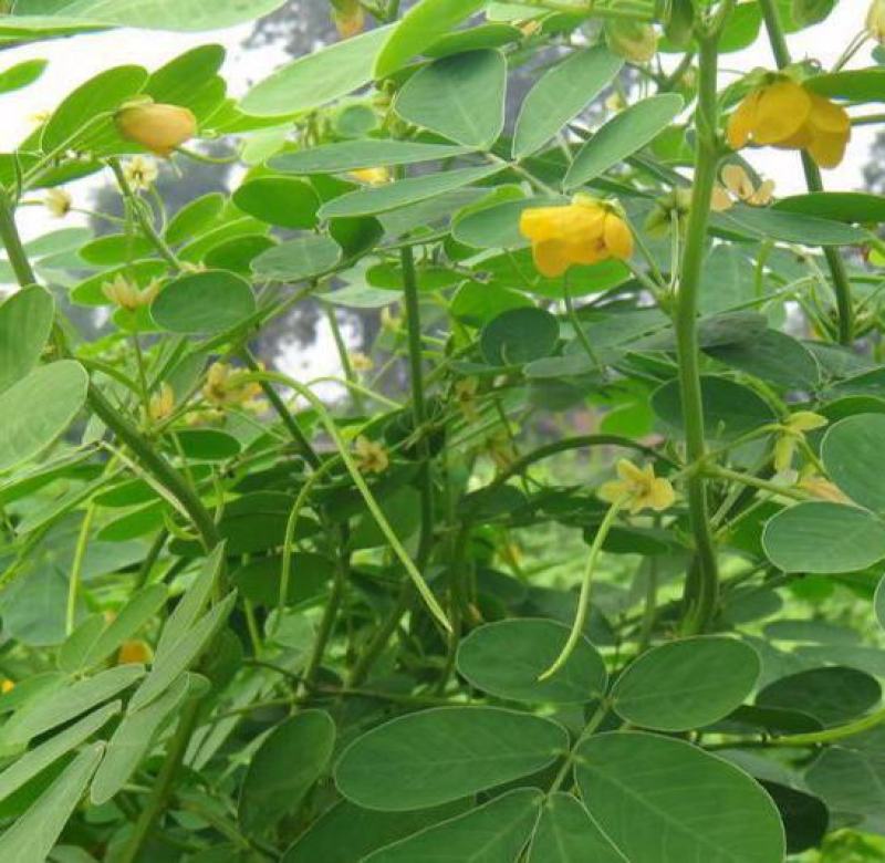 决明子种子中药材生决明子种籽草决明孑春季种植玩具沙可装枕