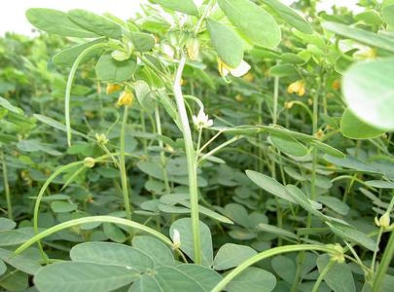 决明子种子中药材生决明子种籽草决明孑春季种植玩具沙可装枕