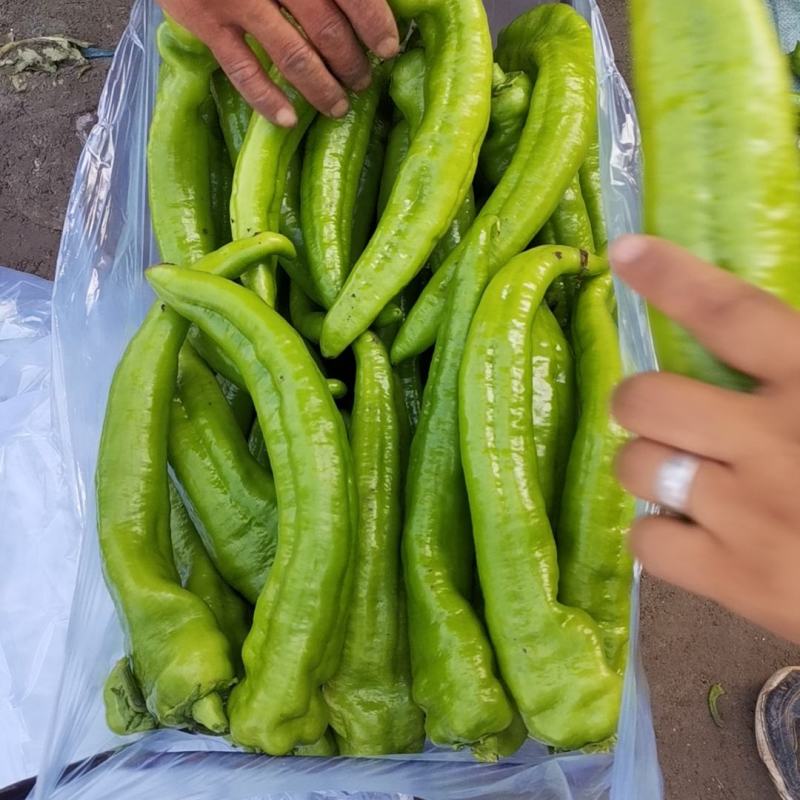 内蒙鲜辣椒-尖椒绿皮尖椒诚信第一物美价廉