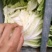 内蒙精品玲珑黄白菜大量上市供各大超市市场