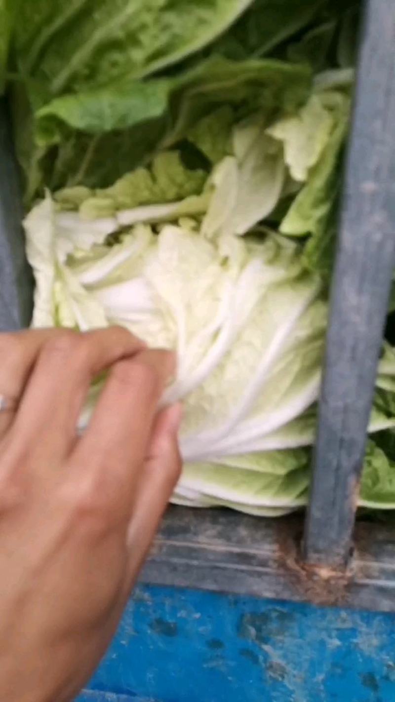 内蒙精品玲珑黄白菜大量上市供各大超市市场