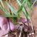 新采药材种子白芨种子紫花白芨种籽/紫花大白芨种子