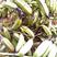新采药材种子白芨种子紫花白芨种籽/紫花大白芨种子