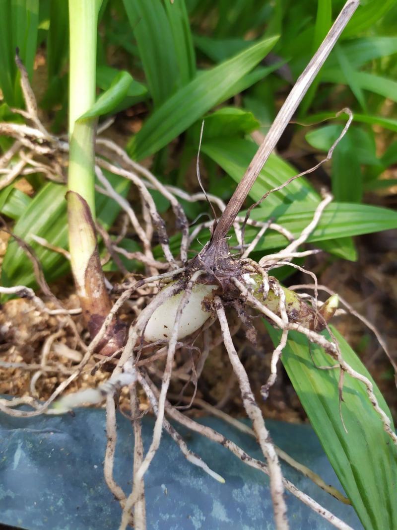 新采药材种子白芨种子紫花白芨种籽/紫花大白芨种子
