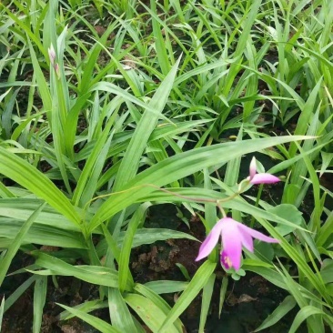 新采药材种子白芨种子紫花白芨种籽/紫花大白芨种子