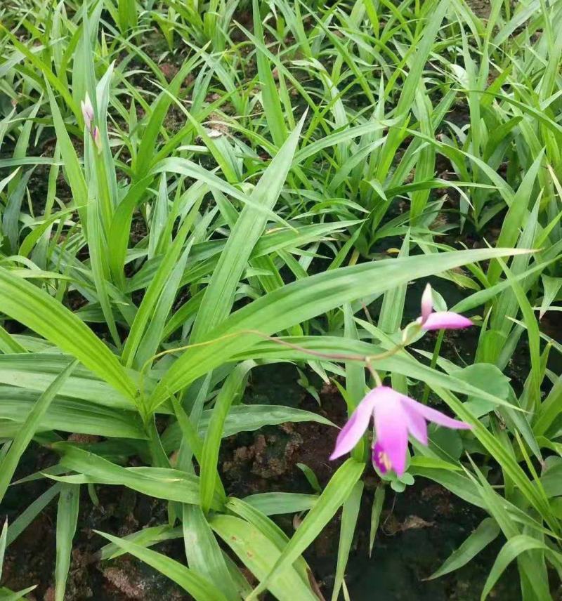 新采药材种子白芨种子紫花白芨种籽/紫花大白芨种子