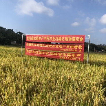 农家米/乡下米/208米/天然不打任何的土米