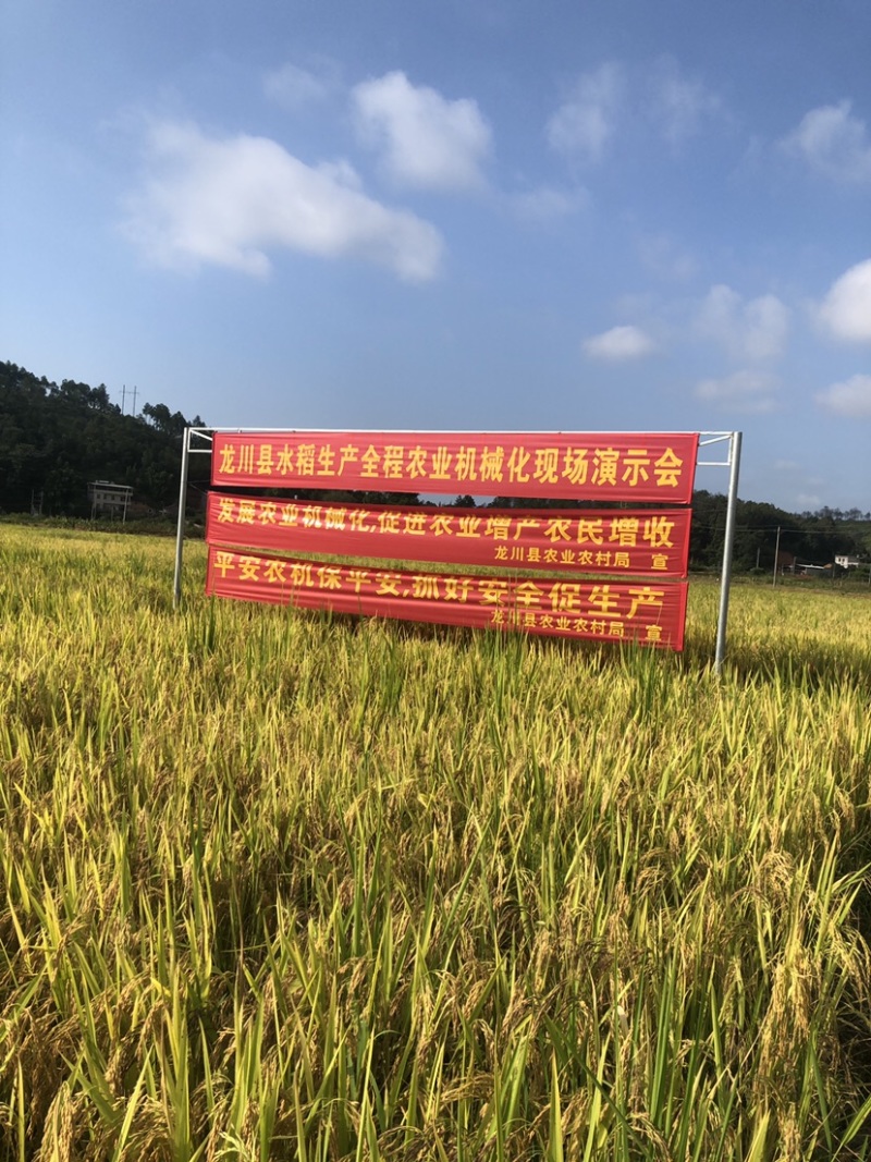 农家米/乡下米/208米/天然不打任何的土米