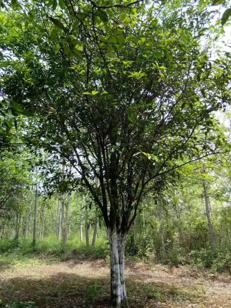 香橼鲜果