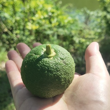 香橼鲜果