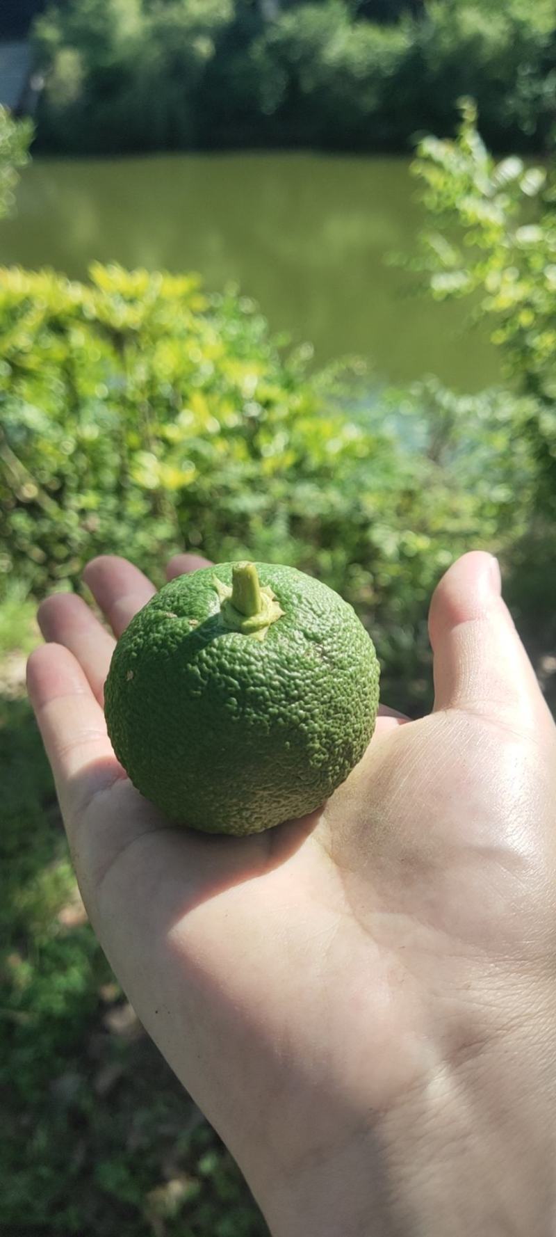 香橼鲜果