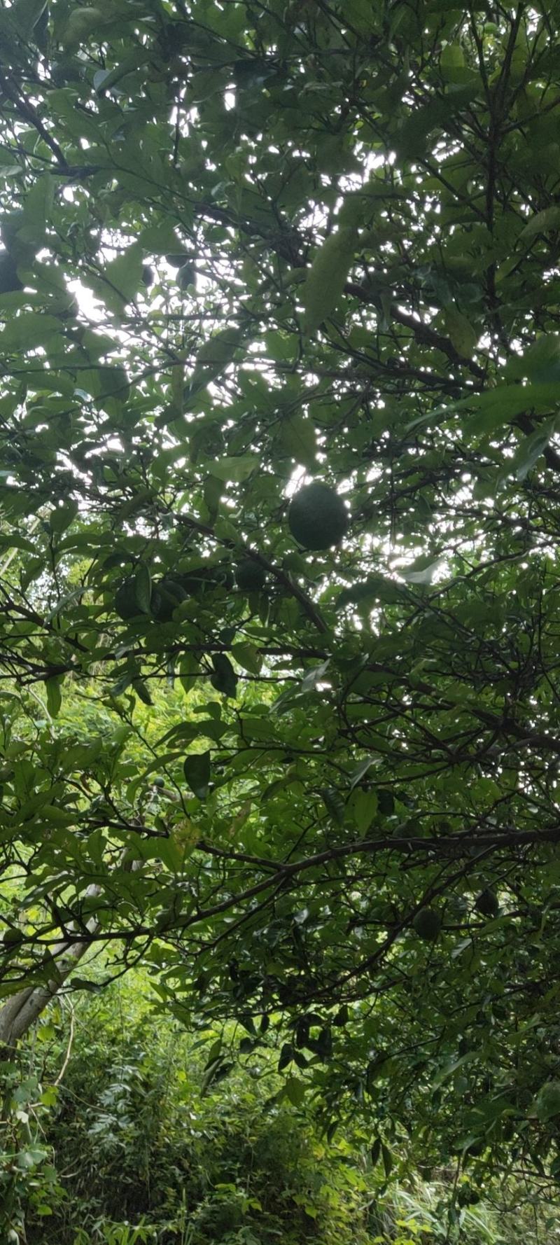 香橼鲜果