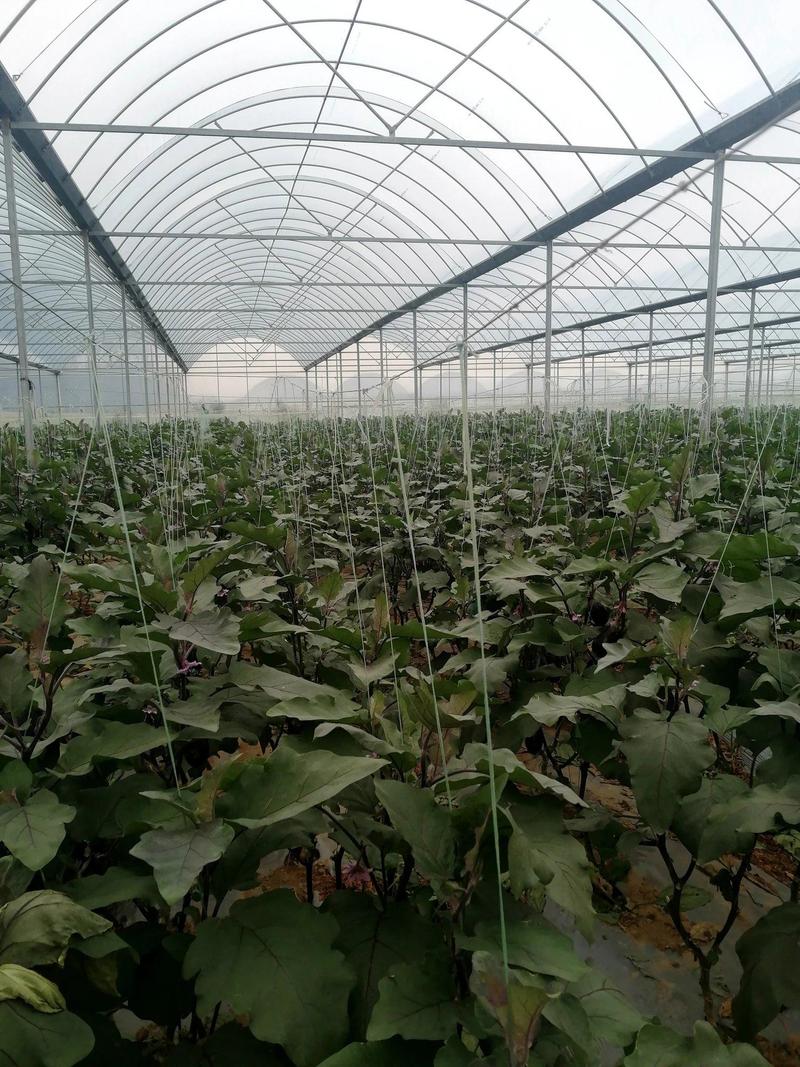 春夏秋露地栽培848茄子种子蔬菜种子早熟杂交一代