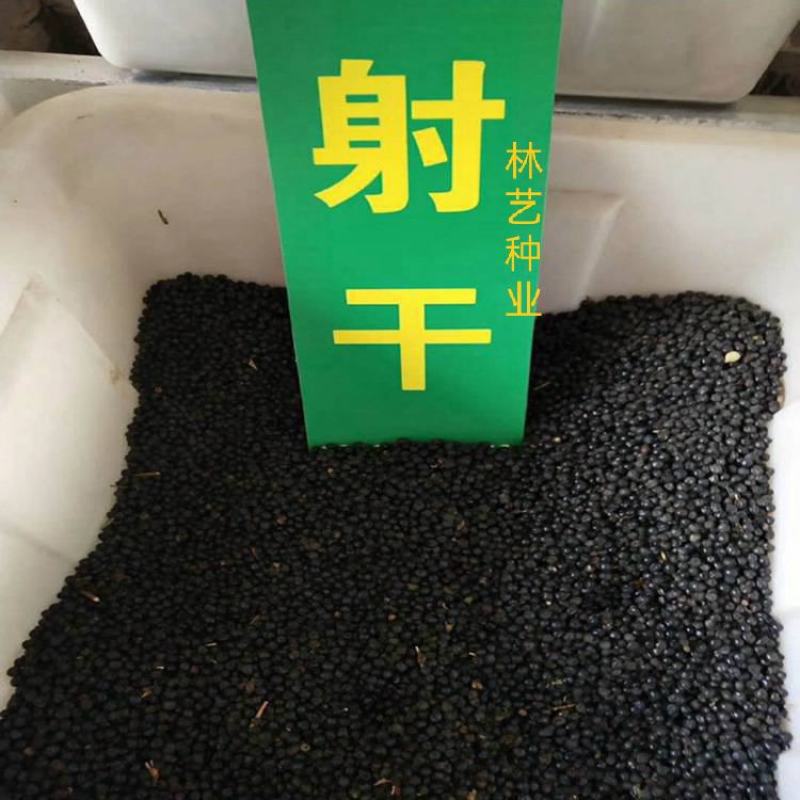 中药材射干种子四季种植耐旱耐寒可套作林下种植适应性强