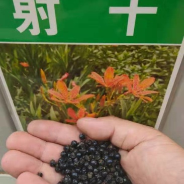 中药材射干种子四季种植耐旱耐寒可套作林下种植适应性强
