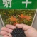 中药材射干种子四季种植耐旱耐寒可套作林下种植适应性强
