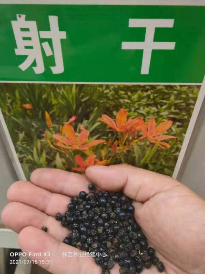 中药材射干种子四季种植耐旱耐寒可套作林下种植适应性强