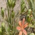 中药材射干种子四季种植耐旱耐寒可套作林下种植适应性强