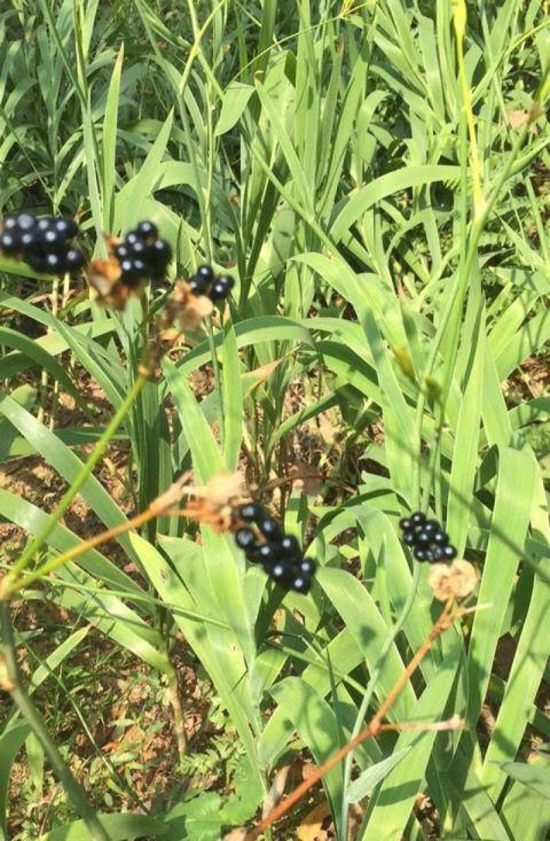 中药材射干种子四季种植耐旱耐寒可套作林下种植适应性强