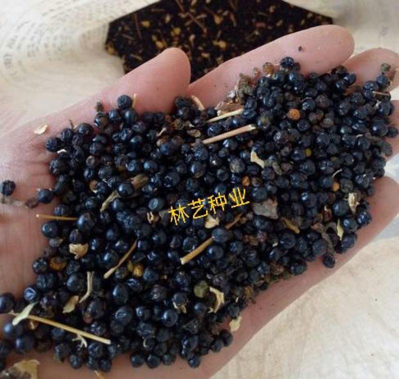 中药材射干种子四季种植耐旱耐寒可套作林下种植适应性强