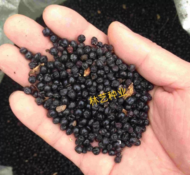 中药材射干种子四季种植耐旱耐寒可套作林下种植适应性强
