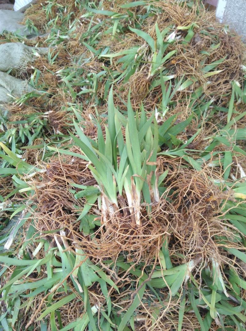 中药材射干种子四季种植耐旱耐寒可套作林下种植适应性强