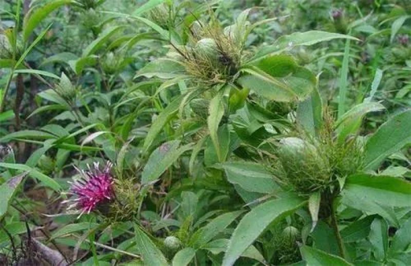 中药材苍术种子正宗纯新带朱砂点北苍术籽种植四季播种