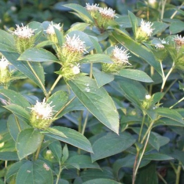 中药材苍术种子正宗纯新带朱砂点北苍术籽种植四季播种