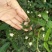 中药材苍术种子正宗纯新带朱砂点北苍术籽种植四季播种