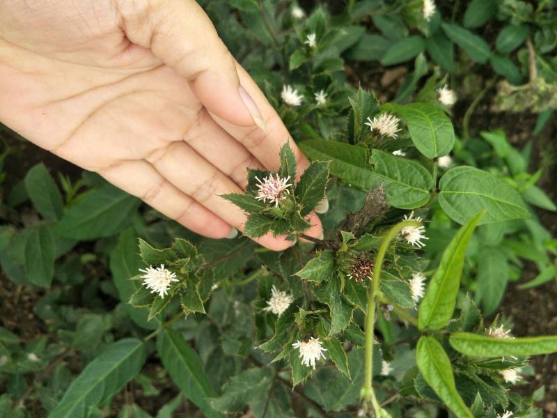 中药材苍术种子正宗纯新带朱砂点北苍术籽种植四季播种