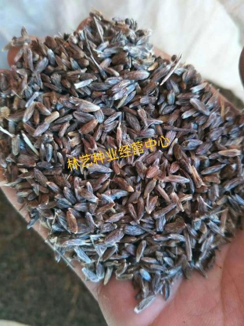 中药材苍术种子正宗纯新带朱砂点北苍术籽种植四季播种