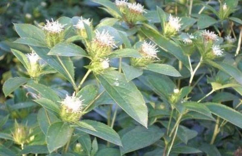 中药材苍术种子正宗纯新带朱砂点北苍术籽种植四季播种