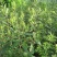 中药材苍术种子正宗纯新带朱砂点北苍术籽种植四季播种