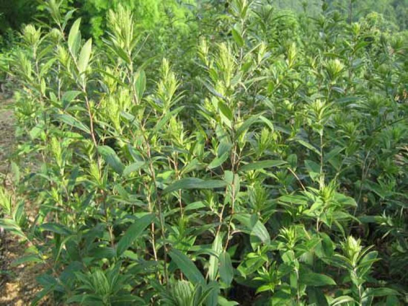 中药材苍术种子正宗纯新带朱砂点北苍术籽种植四季播种