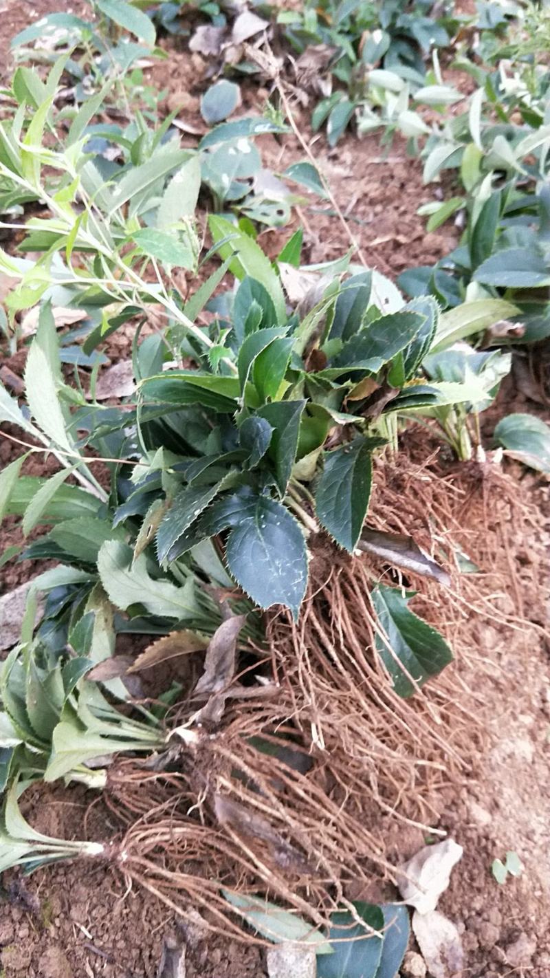 中药材苍术种子正宗纯新带朱砂点北苍术籽种植四季播种