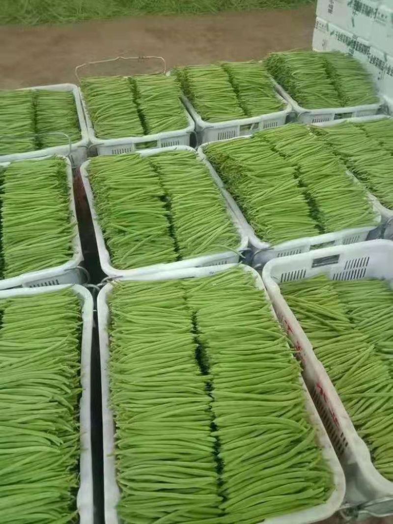云南小豆