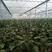 适合保护地栽培1614茄子种子杂交一代中熟耐储运