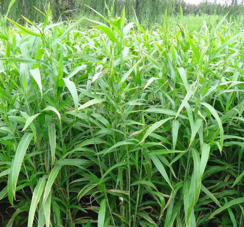 薏米种子药食两用小薏米草珠子薏苡仁种籽六谷子四季播种