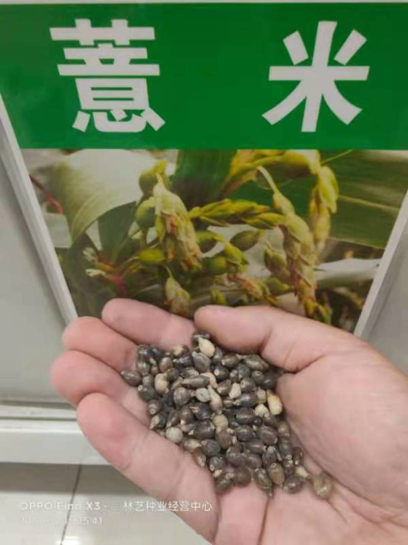 薏米种子药食两用小薏米草珠子薏苡仁种籽六谷子四季播种